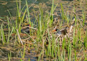 Moorhens Nest-Building, by Ken Readshaw