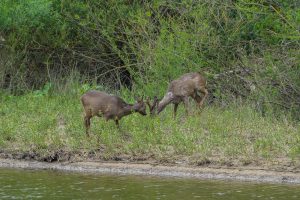 Roe Deer, by Darren Holiday