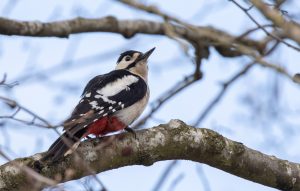 Great Spotted Woodpecker, by Stuart Ward