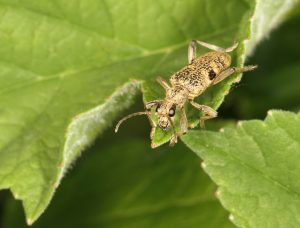 Black-Spotted Longhorn Beetle, Rhagium mordax, by Trevor Baker