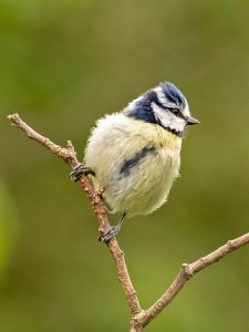 Blue Tit, by Paul Newey