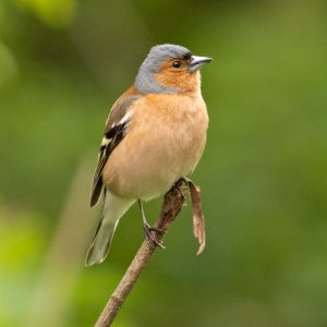 Chaffinch, by Paul Newey