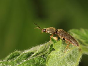 Click Beetle, Hemicrepidus hirtus, by Trevor Baker