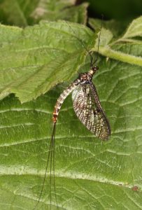Green Drake Mayfly, Ephemera danica, by Trevor Baker