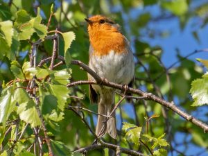 Robin, by Paul Newey