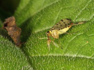 Scorpionfly, Panorpa communis, by Trevor Baker