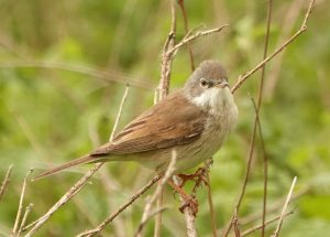 Whitethroat, by Eric Ward
