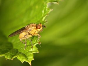 Yellow Dungfly, Scathophaga stercoraria, by Trevor Baker