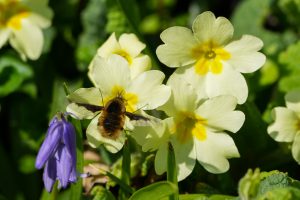 Bee Fly, by Darren Holliday