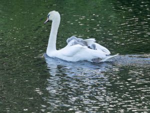 Cygnets Hitching a Ride, by Paul Newey