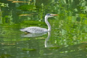 Heron, by Darren Holliday