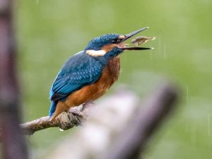 Kingfisher, by Paul Newey