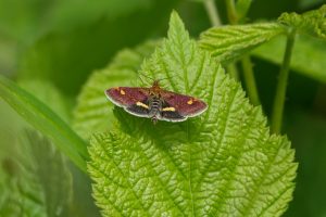 Mint Moth, by Darren Holliday