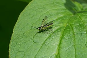 Sawfly, by Darren Holliday