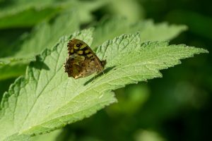 Speckled Wood, by Darren Holliday