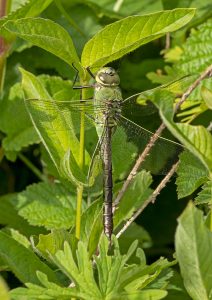 Green Darner Dragonfly, by Paul Newey