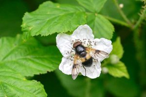 Hoverfly Volucella pucellans, by John Gardner