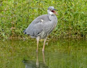 Young Heron With Fish, by Paul Newey