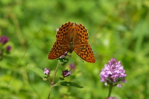 Silver-Washed Fritillary, by Darren Holliday