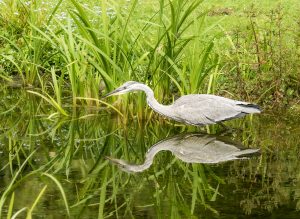 Seeing Double, by Steve Black