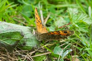 Wall Brown, by Darren Holliday