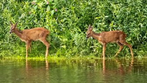Young roe deer, by Paul Newey