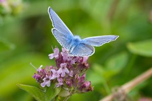 Male Common Blue, by Darren Holliday