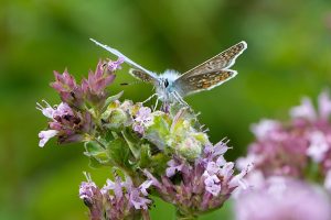 Male Common Blue, by Darren Holliday