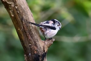 Long Tailed Tit, by Paul D'Arcy