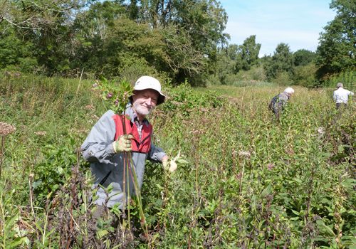 Muck-In Morning 6th August 2022 Top Himalayan Balsam-pulling operative at work