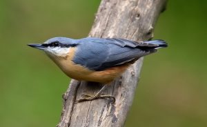 Nuthatch, by Paul D'Arcy