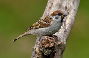 Tree Sparrow, by Paul D'Arcy