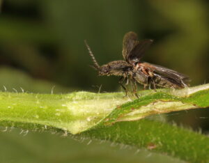 Click Beetle Hemicrepidus hirtus, by Trevor Baker