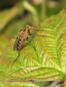 Dance Fly Empis tessellata, by Trevor Baker