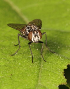 Graphomya maculata, by Trevor Baker