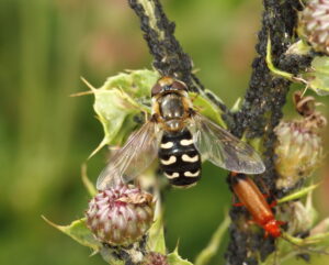 Hoverfly Scaeva selenitica, by Trevor Baker