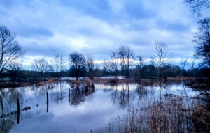 Flooding at the northern end of the Reserve