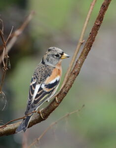 Brambling, by Trevor Baker