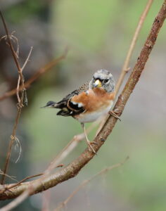 Brambling, by Trevor Baker