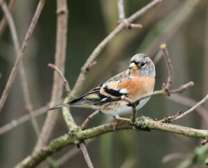 Brambling, by Trevor Baker