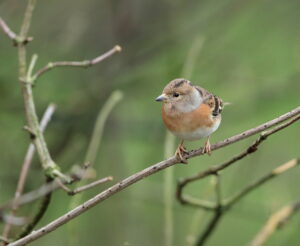 Brambling, by Trevor Baker