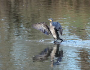 Cormorant, by Trevor Baker