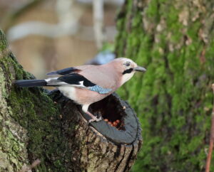 Jay, by Trevor Baker