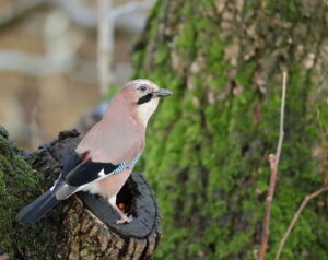 Jay, by Trevor Baker
