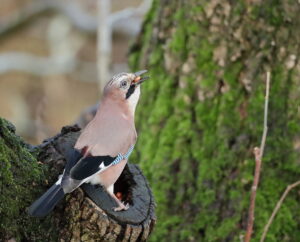 Jay, by Trevor Baker