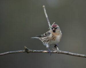 Lesser Redpoll, by Trevor Baker