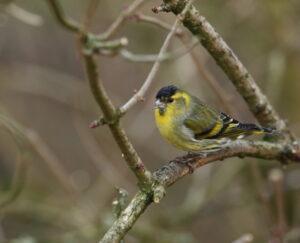 Siskin, by Trevor Baker