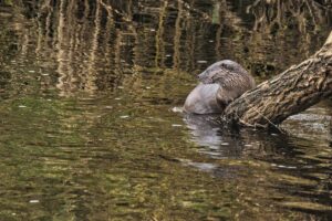 Otter, by Steve Black