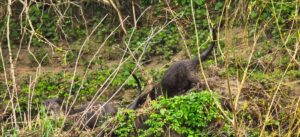 Otters, by Steve Black