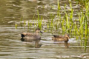 Gadwall, by Steve Black
